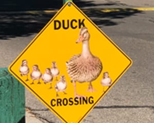 Duck Crossing