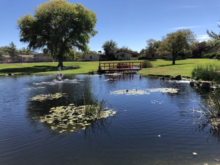 Pond